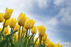 槐樹闢邪還是招邪：風水植物的神秘力量