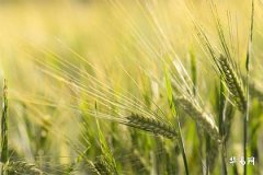 屬蛇的文昌位適合擺放什麼，提升學業事業運