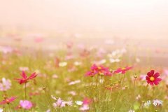 貔貅擺件放在家裡什麼位置好：家居風水佈局指南