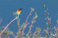 雙魚座提分手後會後悔嗎？深入解析其情感世界