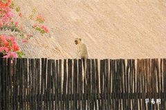 冬至掃墓前後多少天最佳掃墓時間選擇