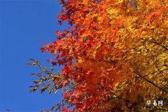 雙子座最喜歡什麼星座,雙子座男的10個特點