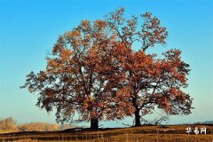 元宵節不上墳祭祖可以嗎，上墳送燈送單還是雙