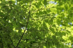 元宵節不可以洗頭嗎,元宵節不可以發湯圓嗎