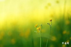 屬虎的住幾樓最吉利,98虎一生最旺樓層