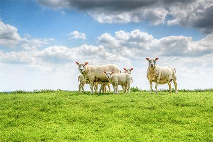 女雞和男羊的屬相合嗎？屬羊男戀愛後會變得怎麼樣？