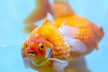 木命魚缸放在什麼位置？哪些人適合養魚？