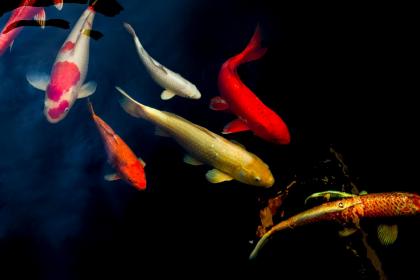 手掌中財運線和健康線在哪？