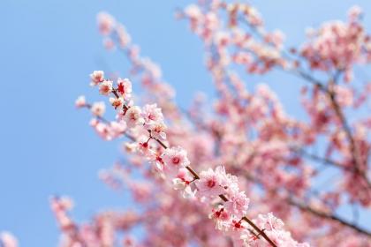 桃花眼有哪些類型呢