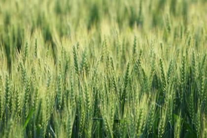 小滿是二十四節氣裡第幾個？小滿象徵著什麼？