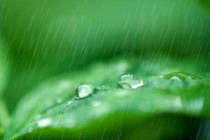 芒種是幹什麼的日子？芒種節氣是幾點幾分的？