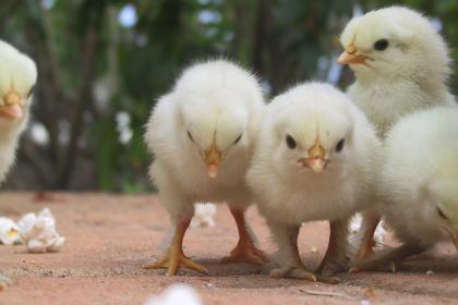 男屬雞女屬狗相剋嗎？屬狗女想要什麼樣的對象？