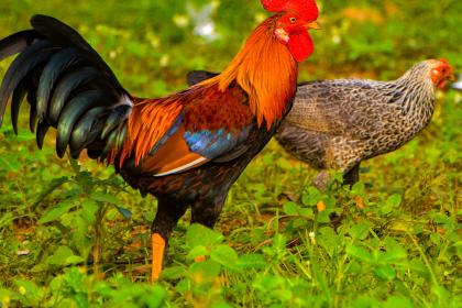 屬雞的人超級爆笑點評