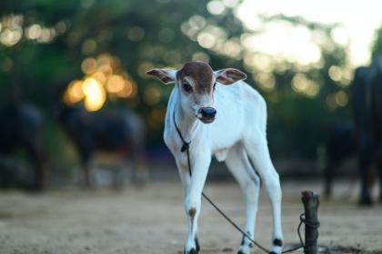 牛寶寶起名用字宜忌