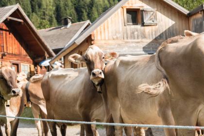 十二生肖能看卻不能吃的動物