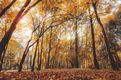 Where Should Feng Shui Plants Be Placed in the Office? What Are the Considerations for Choosing Plants?