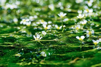 辦公室植物風水講究有哪些