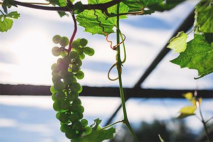 客廳的植物如何擺放