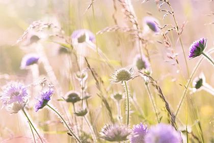 How to Arrange Feng Shui Plants in the Boss's Office for Good Feng Shui?